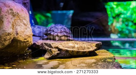 Closeup Of A Cumberland Slider Turtle Laying On A Rock With Two Other Turtles In The Background.