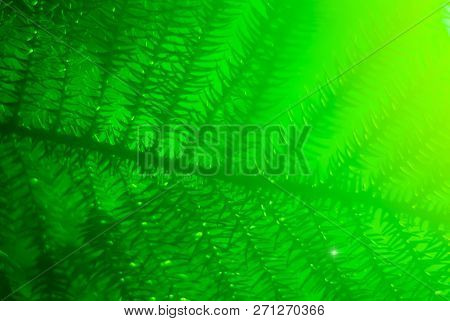 Green Blurred Floral Background With Araucaria Branch