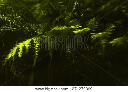 Blurred Floral Background - Sun Flare On The Leaves Of A Fern In The Dark Undergrowth