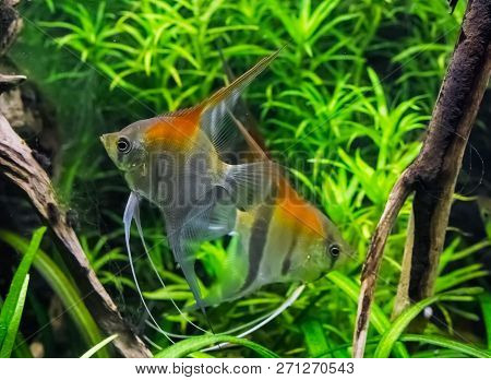 Moon Fishes Swimming Together In The Water