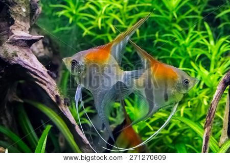 Moon Fishes Swimming In The Water Together, Tropical Fishes From Rio Manacapuru