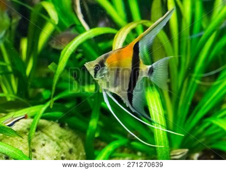 Red Back Moon Fish In Closeup, A Tropical Aquarium Pet From Rio Manacapuru