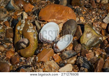 A Bi-valve Cockle Shell Open On The Beach Showing The Interior
