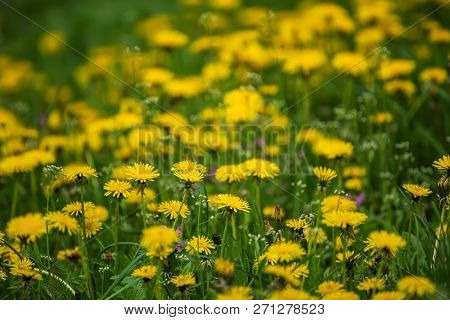 Dandelion Yellow Flower Growing On The Green Meadow In Spring Time, Natoral Seasonal Floral Backgrou