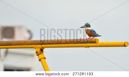 Ringed Kingfisher bird (Megaceryle torquata) is a large, conspicuous and noisy bird.  This one sits