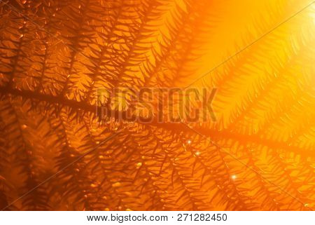 Warm Orange Blurred Floral Background With Araucaria Branch