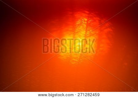 Warm Orange Blurred Abstract Background - Sun Shines Through The Branches Of Araucaria
