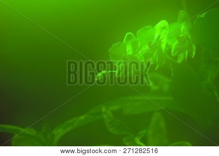 A Green Blurred Background With Orchid Flowers