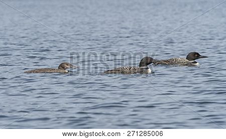 Loon Family Out For An Afternoon Swim On Plough Lake In Quetico Provincila Park In Ontario