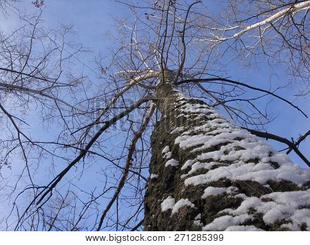 Winter Tall Tree With Bark, Which Is Plastered With Snow Against A Blue Sky. Branches