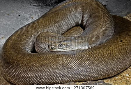 Closeup Patternless Green Burmese Python On Sand