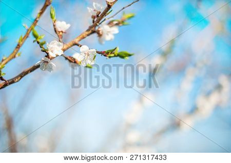 Spring Photo Of A Blossoming Tree Close-up And Space For Text. Natural Texture Of A Flowering Tree.