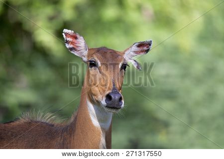 Blue Bull Female, Boselaphus Tragocamelus, Close-up Jhalana, Rajasthan, India