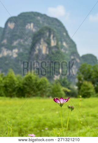 The Beautiful Galsang Flower With The Peak Of Karst Mountain In Yangshuo County Of Guilin, Guangxi O