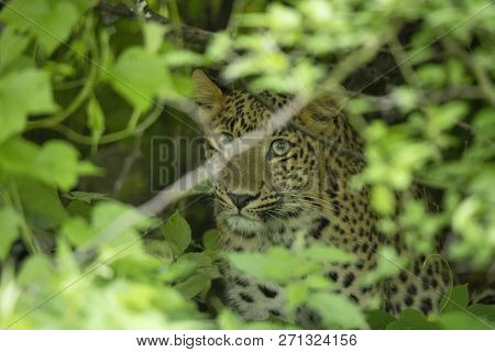 Indian Leopard, Panthera Pardus Fusca, Jhalana, Rajasthan State Of India