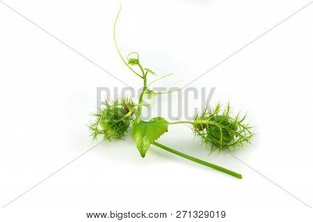 Passiflora Foetida Scarletfruit / Passion Flower Green Cherry Wild Fruit