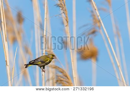 European Greenfinch Or Carduelis Chloris Perched On A Branch.
