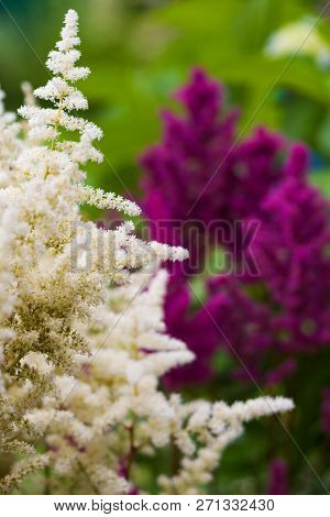 Blooming Red And White Astilba In The Garden.