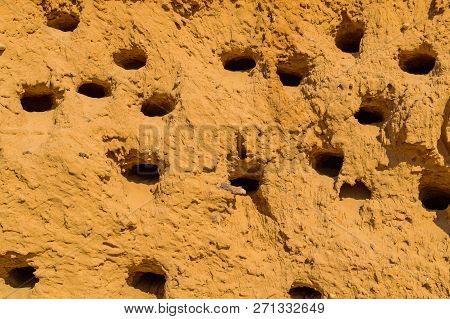 A Colony Of Bird Holes In A Sandstone Cliff. Bird Nesting Place.