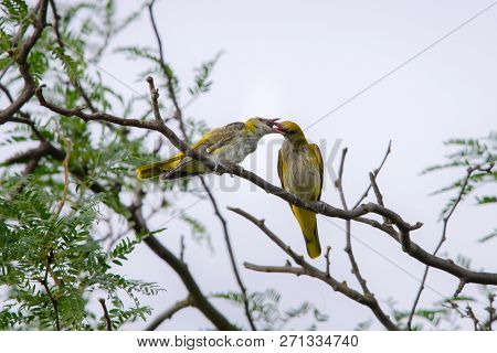 Young Eurasian Golden Oriole Or Oriolus Oriolus Feeds The Chick.