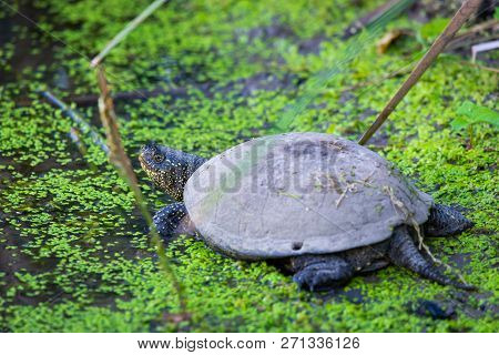 European Pond Turtle Or Emys Orbicularis In Water.