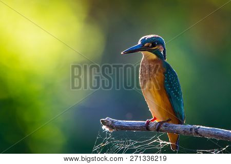 Common European Kingfisher Or Alcedo Atthis Sits On A Stick Above The River And Hunting For Fish. Th