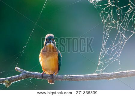 Common European Kingfisher Or Alcedo Atthis Sits On A Stick Above The River And Hunting For Fish. Th