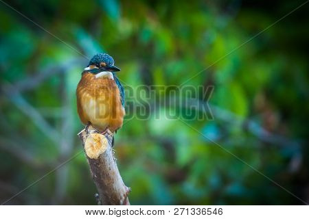 Common European Kingfisher Or Alcedo Atthis Sits On A Stick Above The River And Hunting For Fish. Th