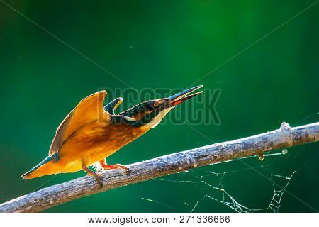 Common European Kingfisher Or Alcedo Atthis Ready To Take Off.