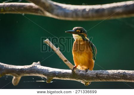 Common European Kingfisher Or Alcedo Atthis Sits On A Stick Above The River And Hunting For Fish. Th