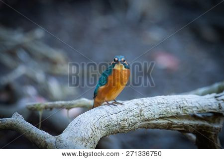 Common European Kingfisher Or Alcedo Atthis Sits On A Stick Above The River And Hunting For Fish. Th