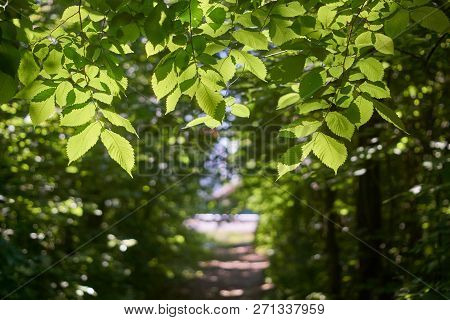 The Branches Of The Elm Tree, Pierced By The Sun, Over The Forest Path.