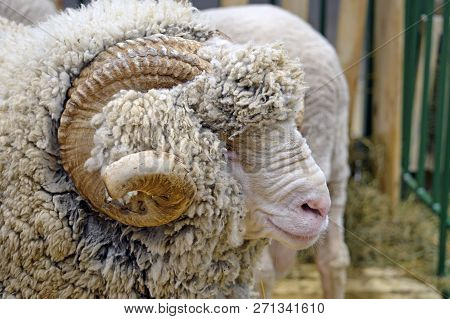 A Ram Breeds Manich Merino. Closeup Portrait