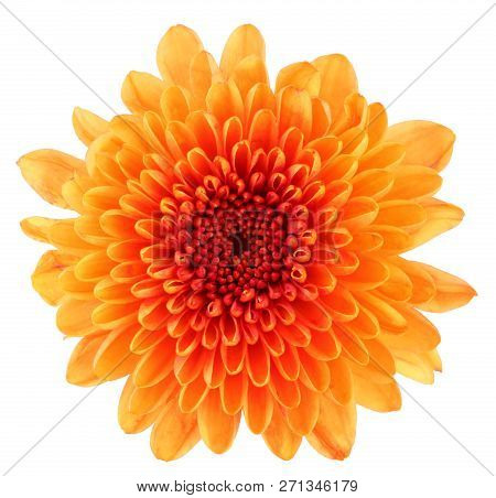 Wonderful Chrysanthemum (chrysantheme, Daisy) Isolated On White Background, Including Clipping Path.