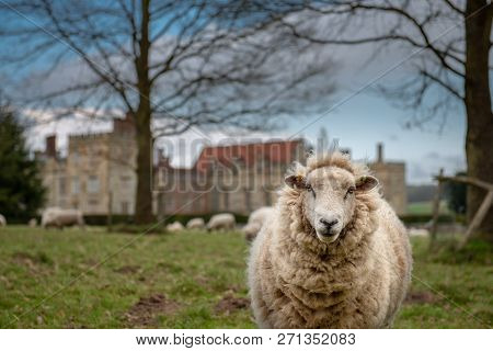 White Sheep Looking At The Camera With The Rest Of The Sheep From Her Flock In The Background. Taken