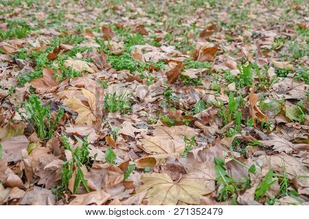 Natural Tree Dry Leaf On Grond In City Park Outdoor Septembar Plant