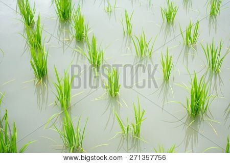 Lush Green Rows Of Rice Shoots Reflect In Flooded Rice Field