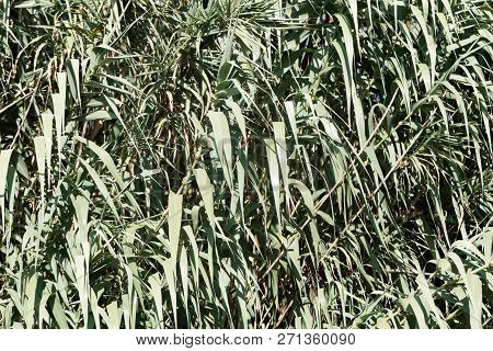 Giant Miscanthus (miscanthus X Giganteus)