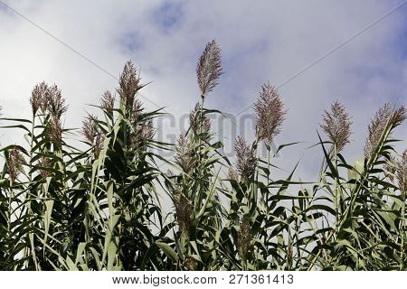 Giant Miscanthus (miscanthus X Giganteus)