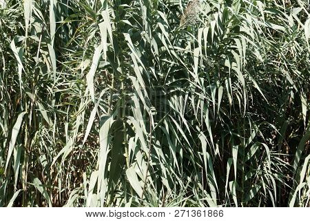 Giant Miscanthus (miscanthus X Giganteus)