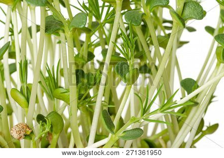 Sweet Lupin Bean Seedlings, Front View. Young Plants, Sprouted From Lupin Bean Kernels, Containing T