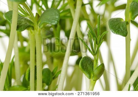 Sweet Lupin Bean Seedlings, Macro, Front View. Young Plants, Sprouted From Lupin Bean Kernels, Conta