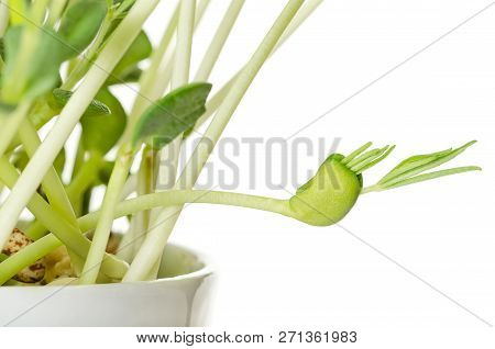 Sweet Lupin Bean Seedlings, Closeup. Young Plants, Sprouted From Lupin Bean Kernels, Containing Toxi