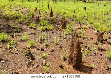 Big Termite Anthills. Australia, Outback, Northern Territory