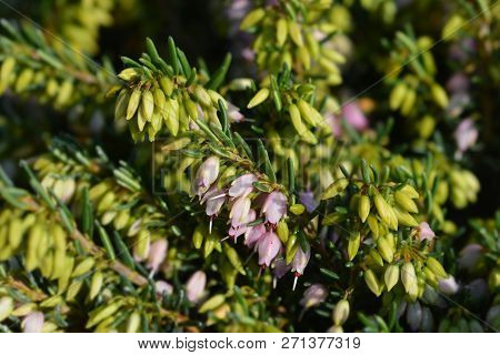 Darley Dale Heath - Latin Name - Erica * Darleyensis
