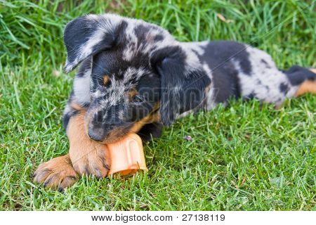 yndig hvalp af franske beauceron