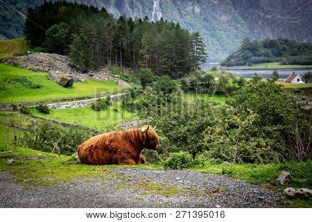 Big Musk Ox In Its Habitat, Natural Landscape On The Background.
