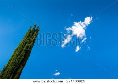 Cypresses On The Sky Near Asciano In Crete Senesi, Tuscany, Italy