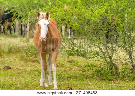 Female Horse Looking Straight At The Camera