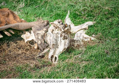 Cow Bones At Field